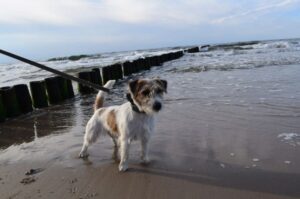 Порода собак джек-рассел-терьер