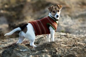 Джек-рассел-терьер – красивое фото