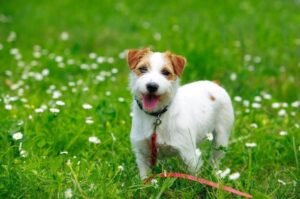 Джек-рассел-терьер брокен: фото