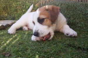 Джек-рассел-терьер: фото