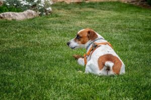 Джек-рассел-терьер отдыхает на травке