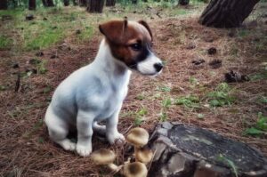 Щенок джек-рассел-терьера нашел грибы