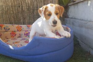 Щенок джек-рассел-терьера в люльке