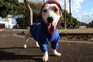 Стильный джек-рассел-терьер