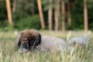 Чистокровный пекинес Чистокровная порода пекинес