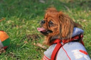 Пекинес в одежде Пекинес в комбинезоне