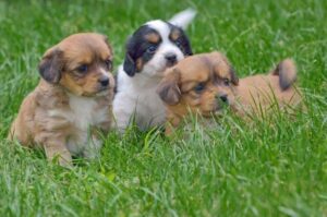 Щенята пекинесов Красивые щенки пекинесов