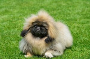 Порода собак пекинес Порода собаки пекинес