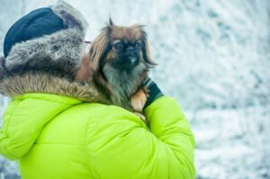 Пекинес – зимнее фото Пекинес с хозяйкой зимой