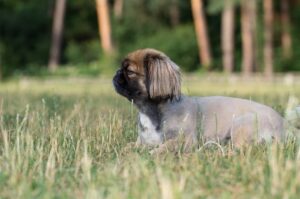 Стандарт породы пекинес Порода пекинес