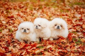 Щенки пекинеса Три щенка пекинеса
