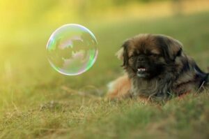 Пекинес смотрит на мыльный пузырь Щенок пекинеса смотрит на мыльный пузырь