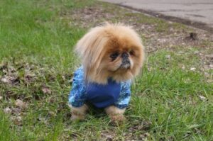 Собачка пекинес Красивый пекинес