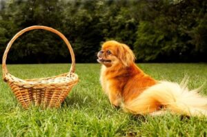 Рыжий пекинес Фото рыжего пекинеса