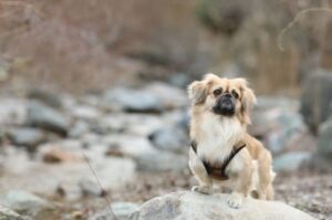 Фотография пекинеса Красивая фотография пекинеса