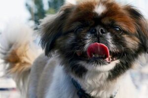 Пекинес высунул язык Пекинес высунул язык