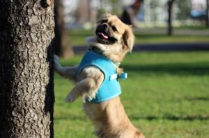 Пекинес на задних лапах Пекинес стоит на задних лапах