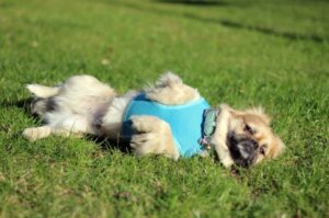 Пекинес валяется на траве Пекинес греется на травке