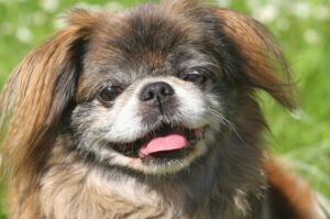 Мордочка пекинеса Фото мордочки пекинеса