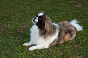 Пекинес лежит на траве Собака пекинес лежит на траве