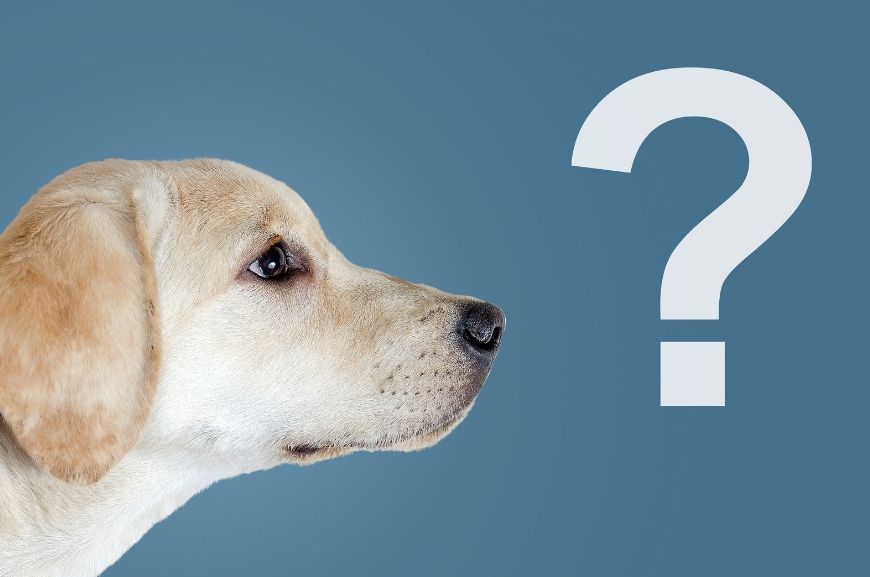 В чём причины чихания у собак?