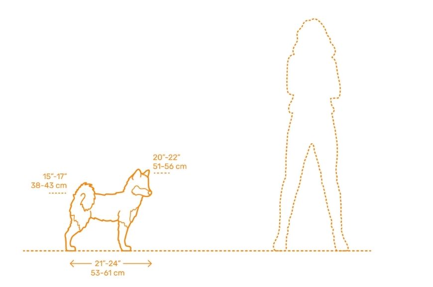 Размеры аляскинского кли-кая 