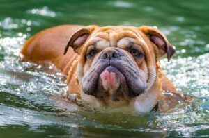 Английский бульдог в воде Фото собаки породы английский бульдог, плывущей в реке