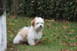 Чудная собачка хаванез