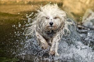 Фото гаванского бишона