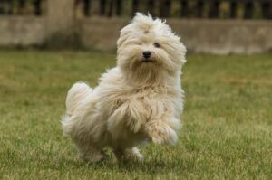 Собака породы хаванез