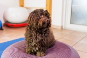 Хаванез коричневого окраса