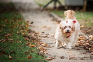 Порода собак хаванез