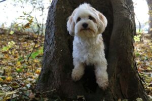 Хаванез кубинский