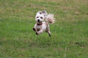 Бегущая собачка хаванез