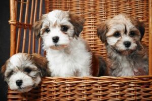 Три щенка хаванеза