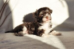 Красивый щенок хаванеза