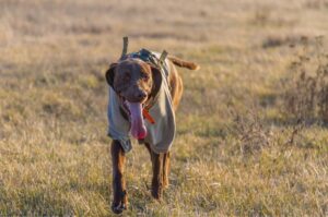 Охотничья порода курцхаар