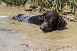 Курцхаар в болоте на охоте
