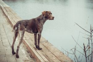 Легавая курцхаар