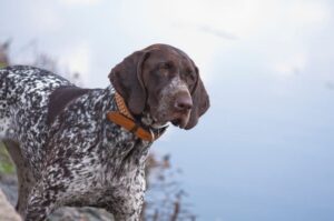 Порода немецкая легавая курцхаар