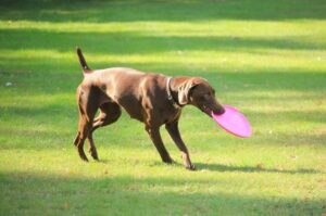 Немецкий курцхаар фрисби