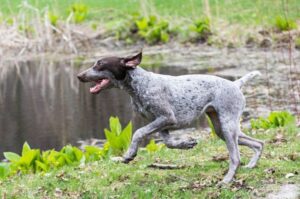 Порода собак немецкая короткошёрстная легавая