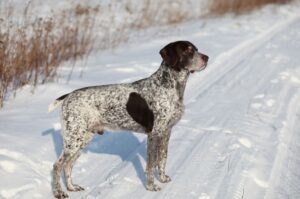 Немецкая короткошёрстная легавая: фото зимой