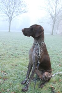 Порода немецкая короткошёрстная легавая