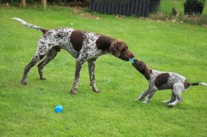 Курцхаар со своим щенком