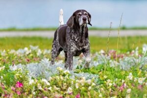 Фото породы курцхаар