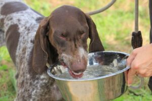 Курцхаар пьет из железной миски