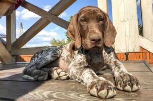 Щенок породы курцхаар