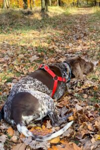 Курцхаар – охотничья собака