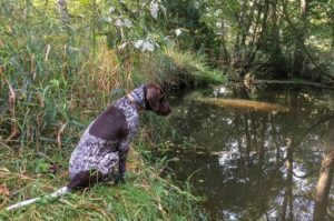 Курцхаар рядом с прудом